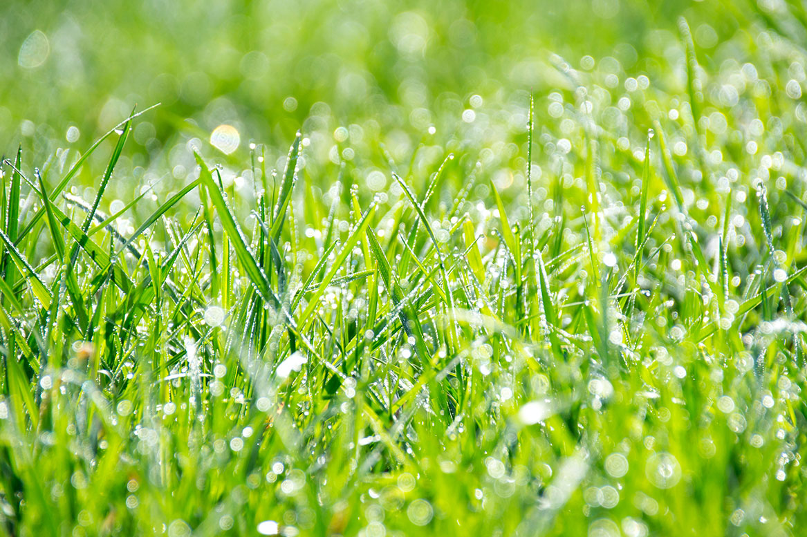Lawn Care Tips Dallas